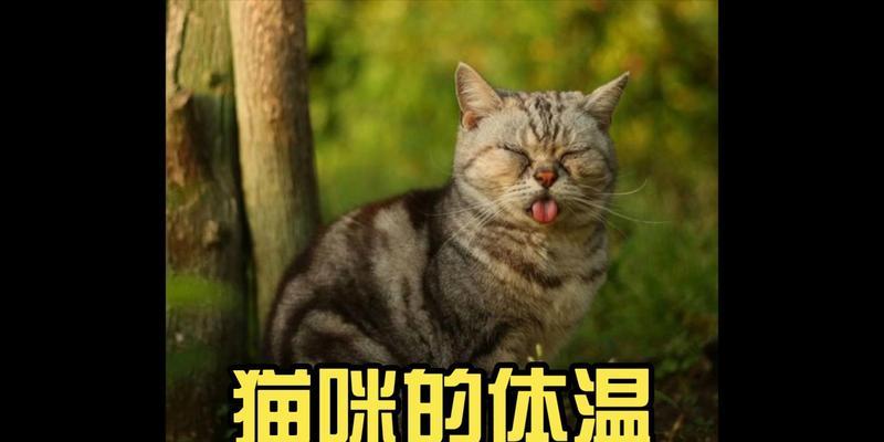 猫咪的正常体温是多少（探究猫咪体温的重要性和测量方法）