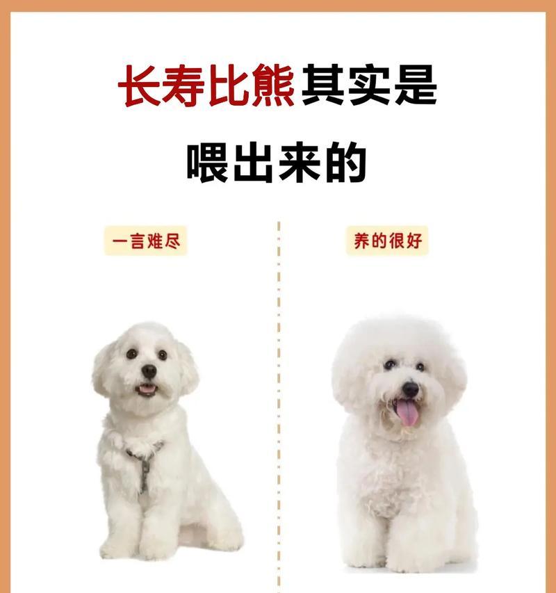 比熊犬需要多久才能学会自己排泄？