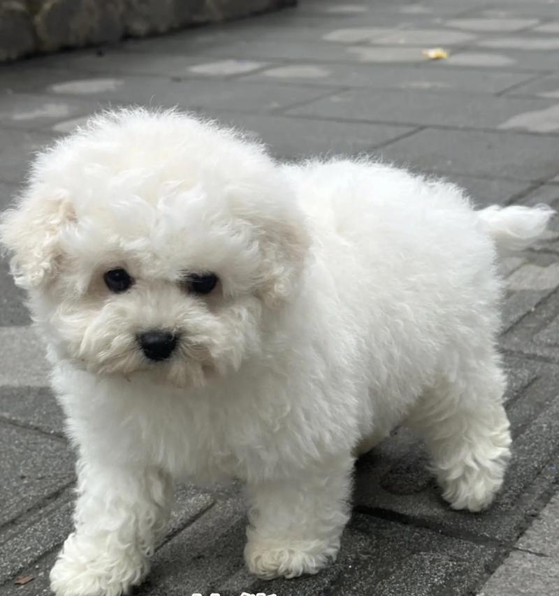 比熊犬需要多久才能学会自己排泄? 比熊犬需要多久才能学会自己排泄?