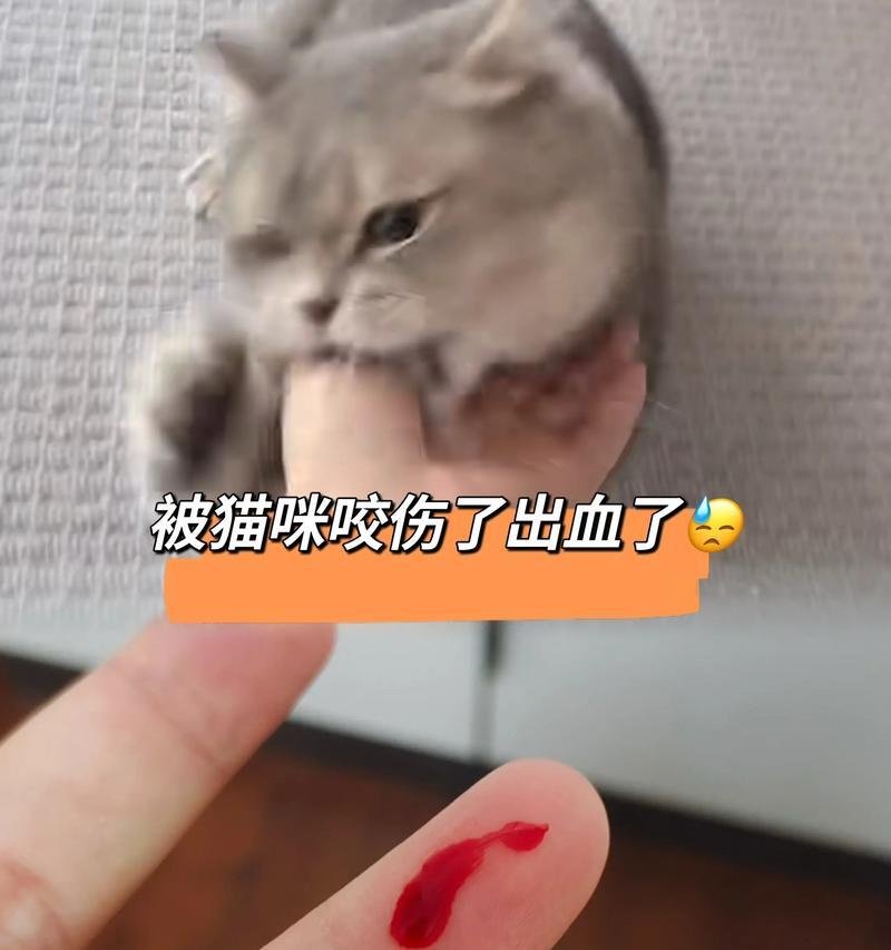 猫咪突然喜欢咬人的原因及解决方法（宠物猫咪的行为变化与调理方法）