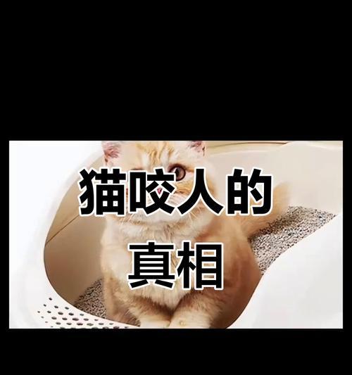 猫咪突然喜欢咬人的原因及解决方法（宠物猫咪的行为变化与调理方法）