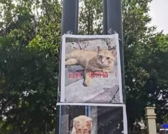 猫咪生气眼睛发光（揭秘猫咪的情绪世界——以眼神为窗口）