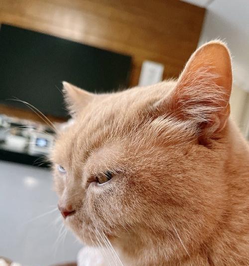 猫咪生气眼睛发光（揭秘猫咪的情绪世界——以眼神为窗口）