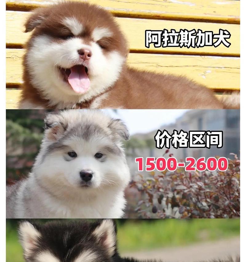 全国十大犬舍盘点（权威认证犬舍排行榜体验分享）