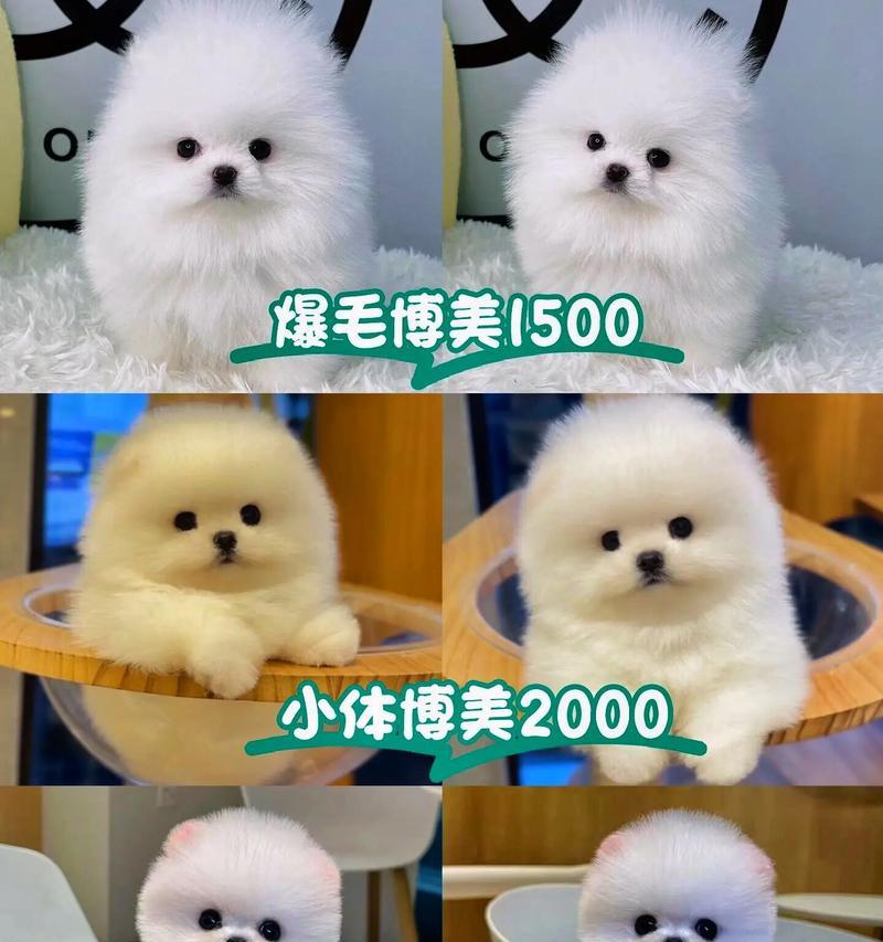 全国十大犬舍盘点（权威认证犬舍排行榜体验分享）