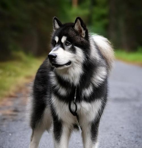 探秘阿拉斯加犬的神奇特征（从外貌到性格）