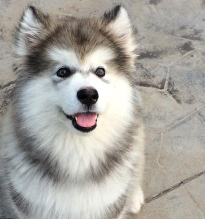 探秘阿拉斯加犬的神奇特征（从外貌到性格）