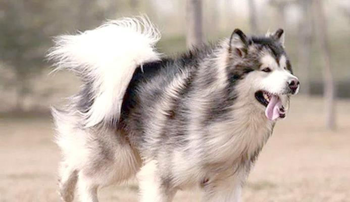 探秘阿拉斯加犬的神奇特征（从外貌到性格）