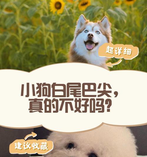 小狗尾巴的作用——不仅是表情工具（从宠物角度探讨小狗尾巴的多重功能）