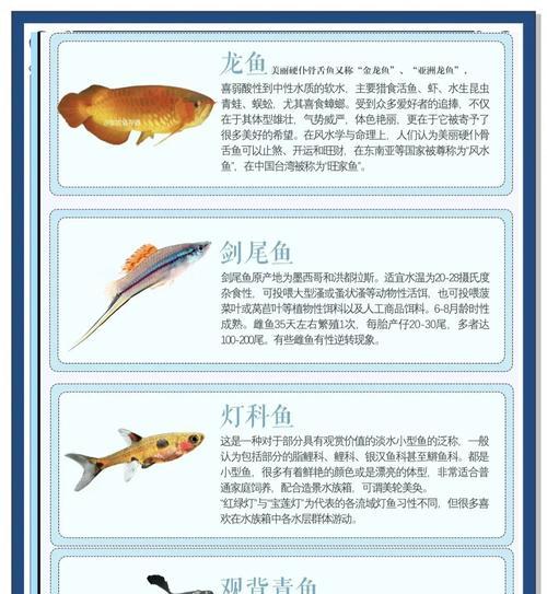 哪些小观赏鱼会追着人跑？它们的习性如何？