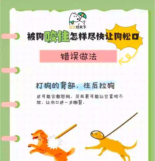 大狗如何保护小狗——宠物世界中的兄弟情深（如何培养大狗保护小狗的意识与技能）