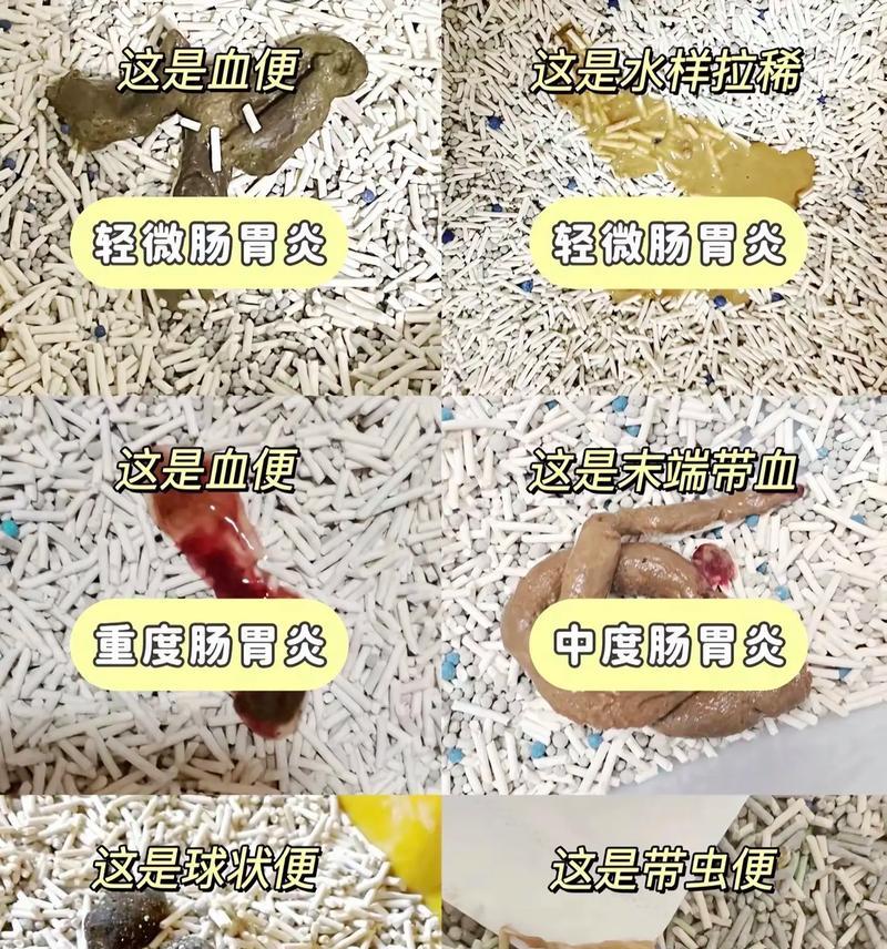 宠物猫便便中有血丝该怎么办（如何预防和治疗猫咪便便中出现血丝）