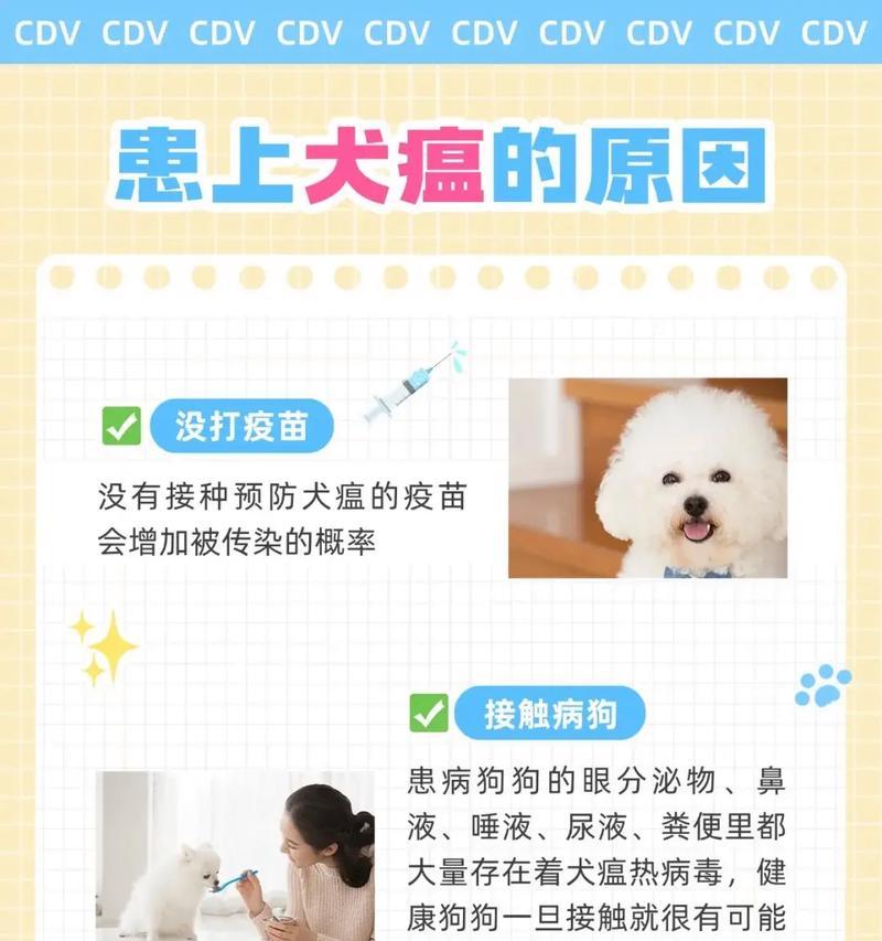 如何应对宠物感冒(狗狗感冒了) 如何应对宠物感冒(狗狗感冒了)