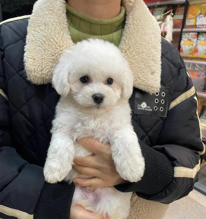 比熊犬配种后多少天会产仔?产前准备有哪些? 比熊犬配种后多少天会产仔?产前准备有哪些?