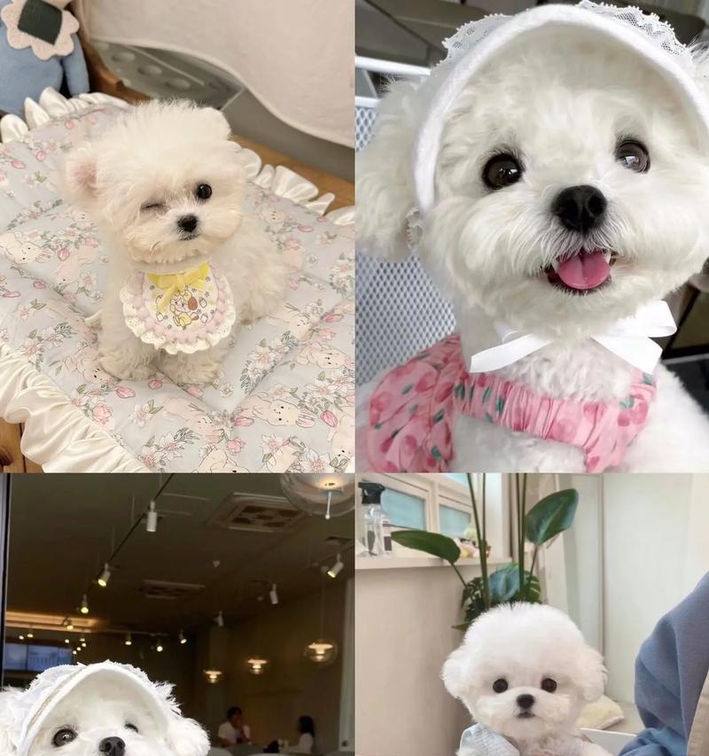 比熊犬配种后多少天会产仔？产前准备有哪些？