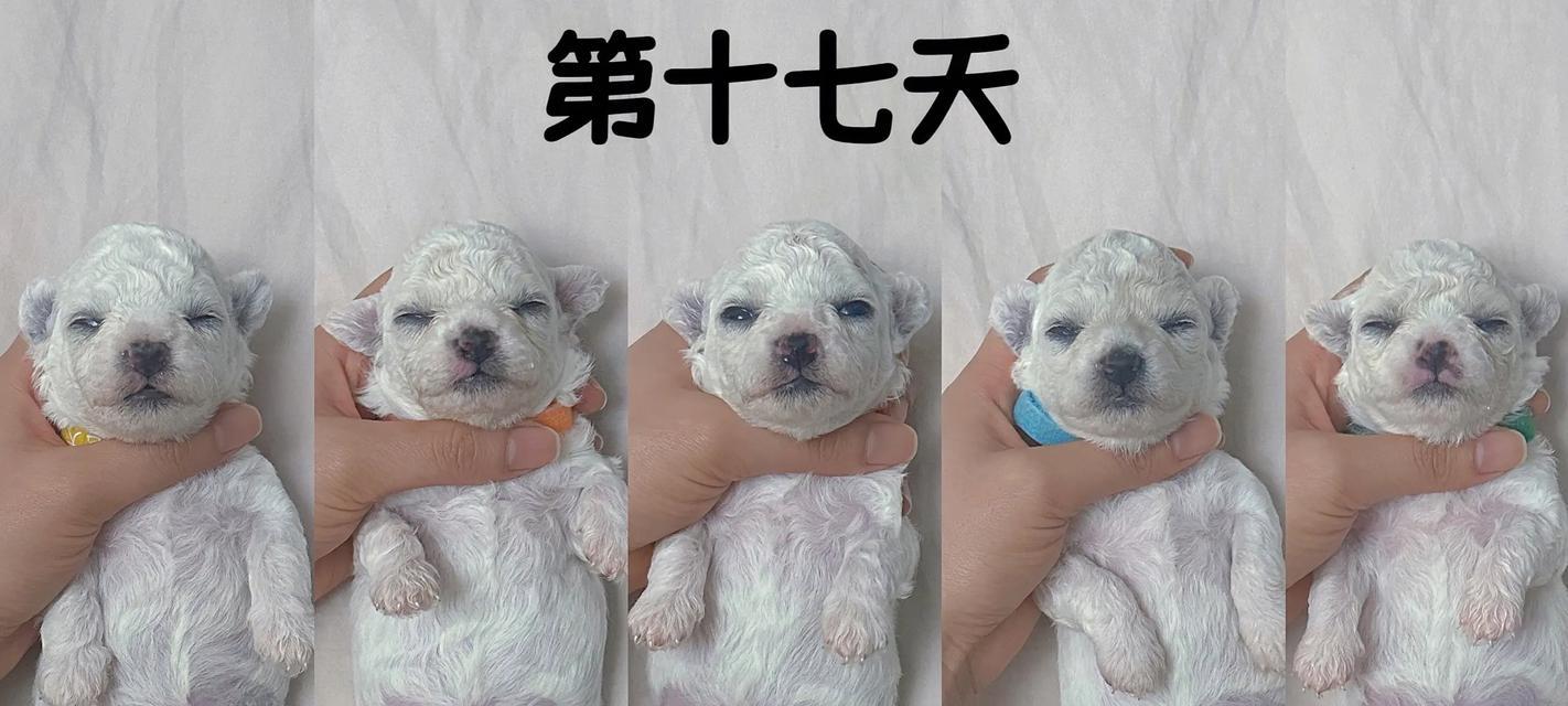 比熊犬配种后多少天会产仔?产前准备有哪些? 比熊犬配种后多少天会产仔?产前准备有哪些?