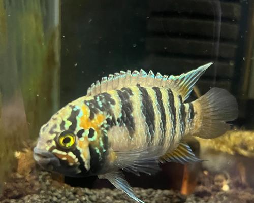 穆哥养的观赏鱼有哪些?这些品种的特点是什么? 穆哥养的观赏鱼有哪些?这些品种的特点是什么?