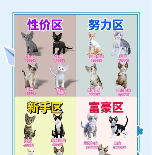 小猫出售需要注意哪些事项？如何定价？