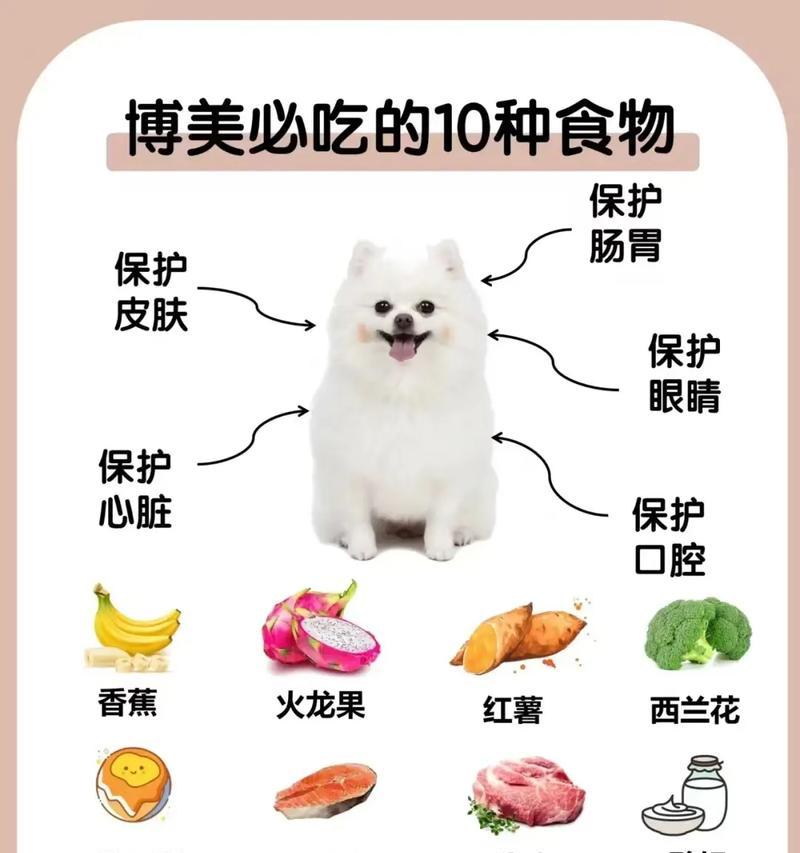 博美犬幼犬的饮食建议是什么？如何选择合适的食物？