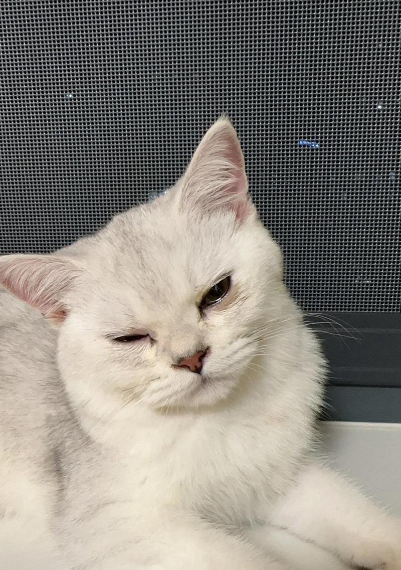 《从没睁眼小猫到宠物伙伴》(探访小猫成长历程) 《从没睁眼小猫到宠物伙伴》(探访小猫成长历程)