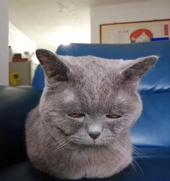 《从没睁眼小猫到宠物伙伴》（探访小猫成长历程）