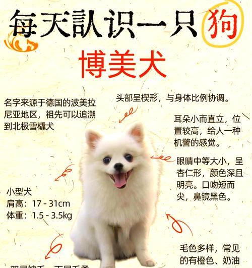 带走一只博美需要多少钱？购买博美犬的预算如何规划？