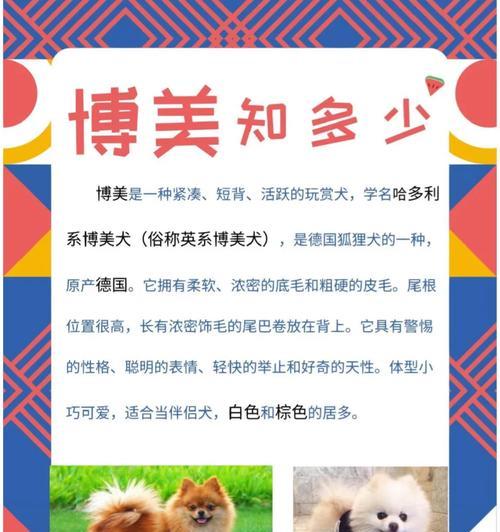 带走一只博美需要多少钱？购买博美犬的预算如何规划？