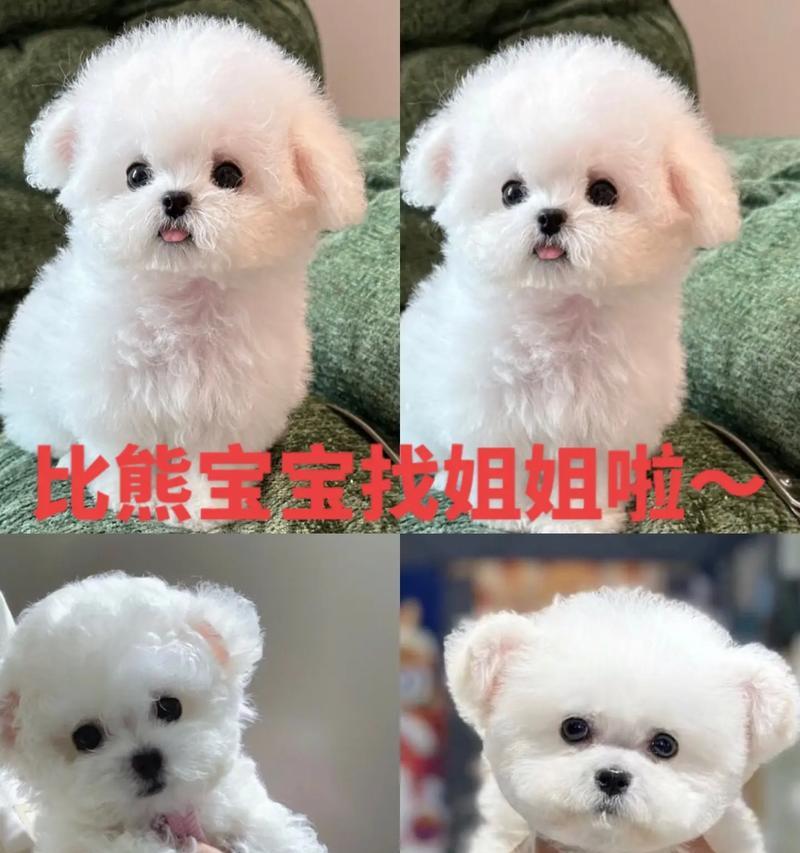比熊幼犬6天内应该喝多少羊奶？如何正确喂养比熊幼犬？