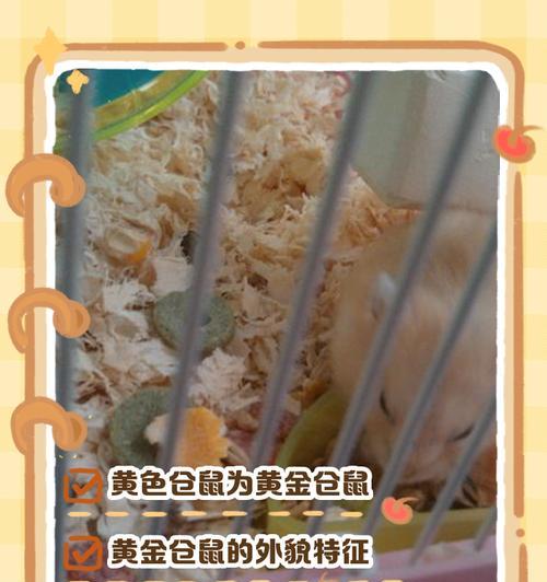 仓鼠能看见黄色吗？科学解释是什么？
