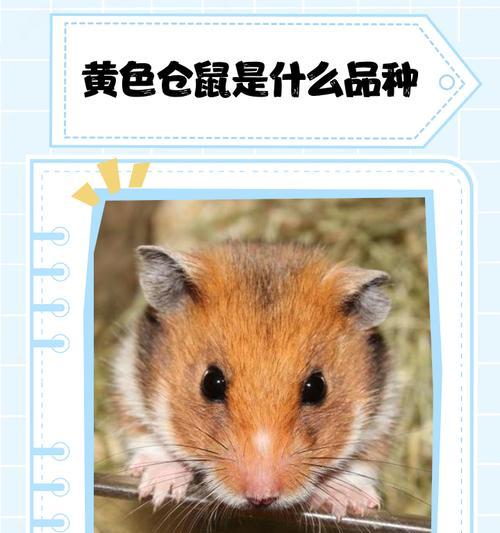仓鼠能看见黄色吗？科学解释是什么？
