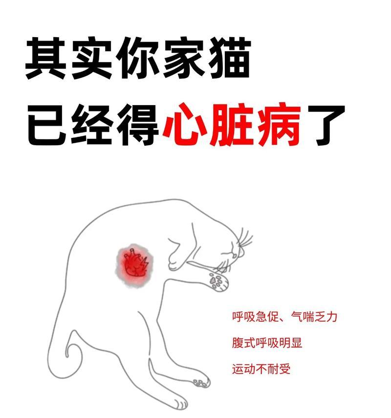 小猫关起来易生病（宠物养护知识）