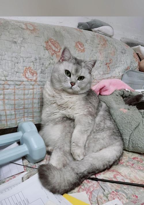 猫咪的淘气期到底要持续多久(探究猫咪成长的规律及培养良好行为的建议) 猫咪的淘气期到底要持续多久(探究猫咪成长的规律及培养良好行为的建议)
