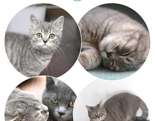 猫咪的淘气期到底要持续多久(探究猫咪成长的规律及培养良好行为的建议) 猫咪的淘气期到底要持续多久(探究猫咪成长的规律及培养良好行为的建议)