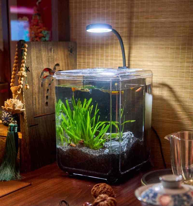 新手鱼缸推荐的景物有哪些?如何布置? 新手鱼缸推荐的景物有哪些?如何布置?