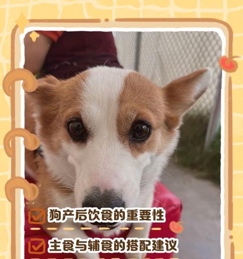 母狗刚生完小狗拉肚子怎么办（宠物饮食）