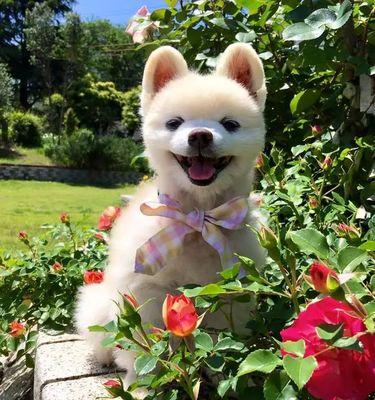 秋田犬俊介——日本网红犬的独特魅力