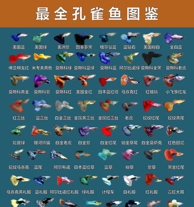 如何购买越南产的孔雀鱼品种？