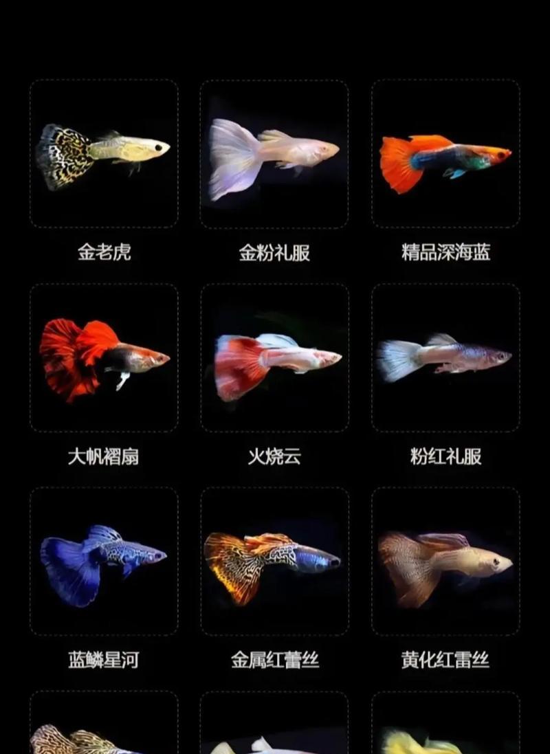 如何购买越南产的孔雀鱼品种？