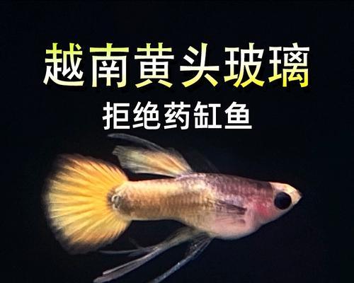 如何购买越南产的孔雀鱼品种？