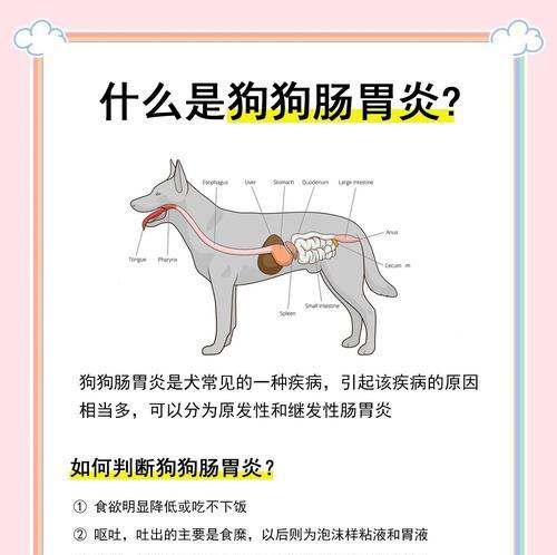 狗狗胃溃疡有哪些症状?如何及时发现? 狗狗胃溃疡有哪些症状?如何及时发现?