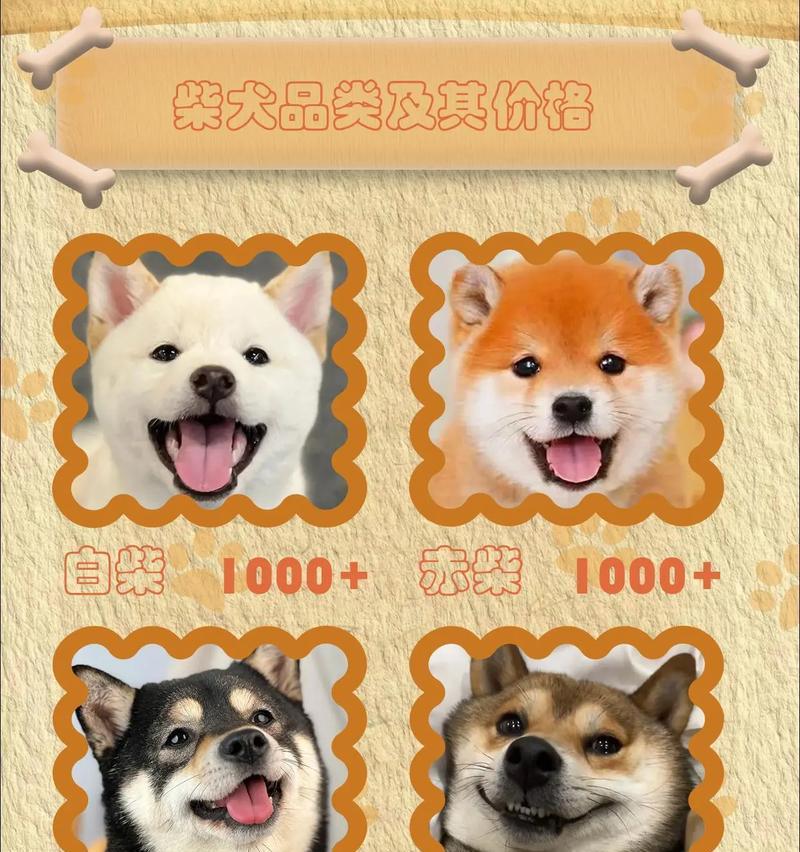 大连柴犬和兔子的市场价格是多少？