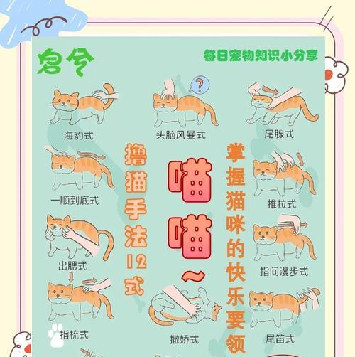 傲娇小猫如何驯服？有哪些有效方法？