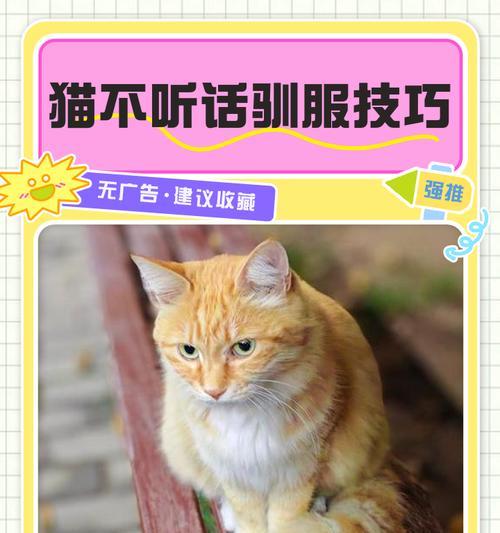 傲娇小猫如何驯服？有哪些有效方法？