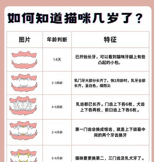 猫咪上犬牙的四大秘密（探秘猫咪为何会长出犬牙）