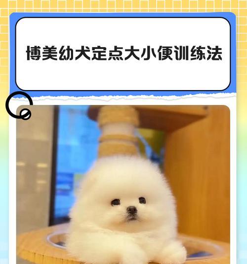 小博美犬蹲下动作训练方法是什么？