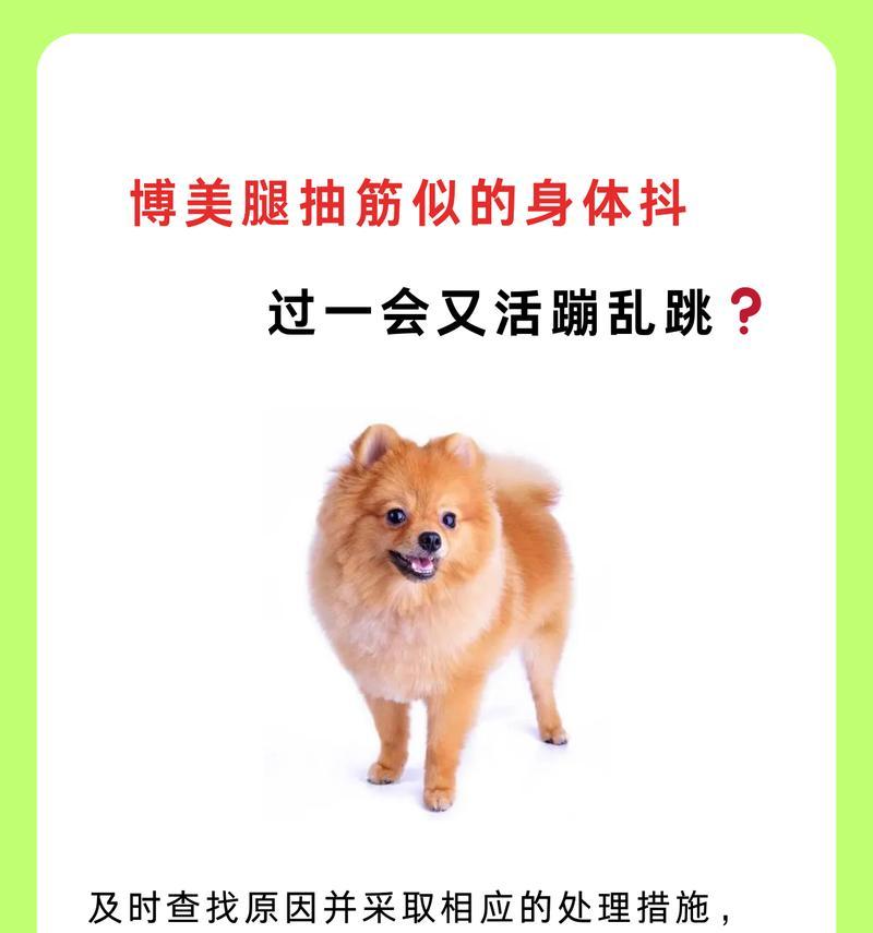 博美犬抽筋的原因是什么？如何预防博美犬抽筋？