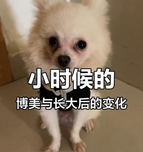 博美犬年龄如何判断？从哪些特征看？
