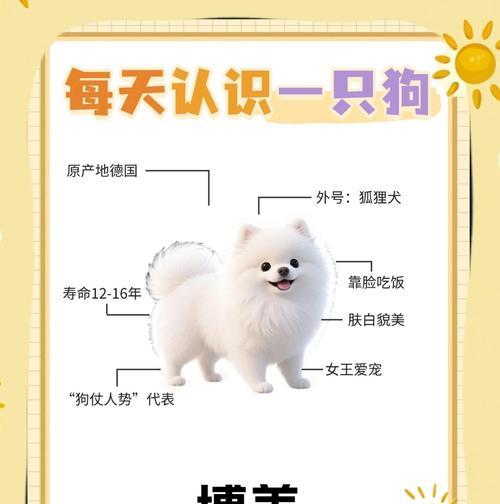 博美犬年龄如何判断？从哪些特征看？