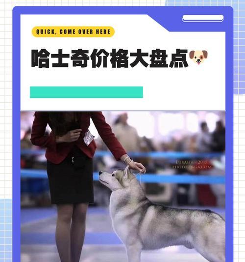 失格哈士奇幼犬价格是多少？购买时需注意什么？