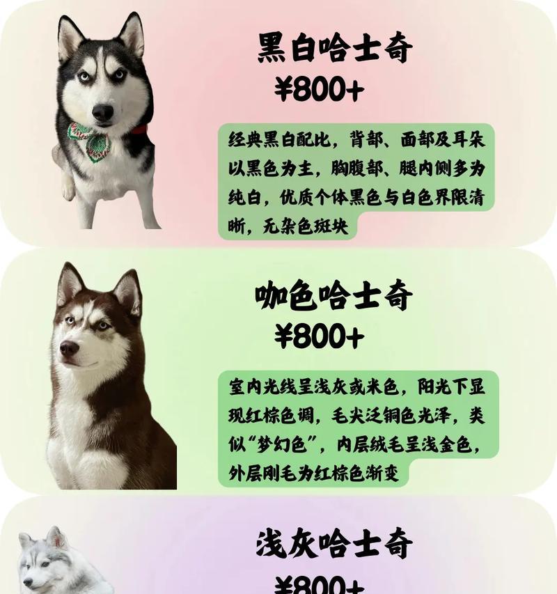 失格哈士奇幼犬价格是多少？购买时需注意什么？